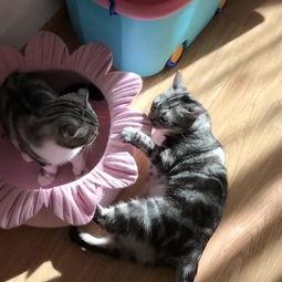 娱乐吃瓜喵,揭秘娱乐圈那些不为人知的幕后故事