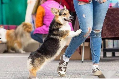 娱乐吃瓜酱女生养的狗,揭秘娱乐吃瓜酱女生的心头爱宠